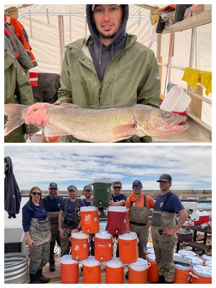 Walleye Fry