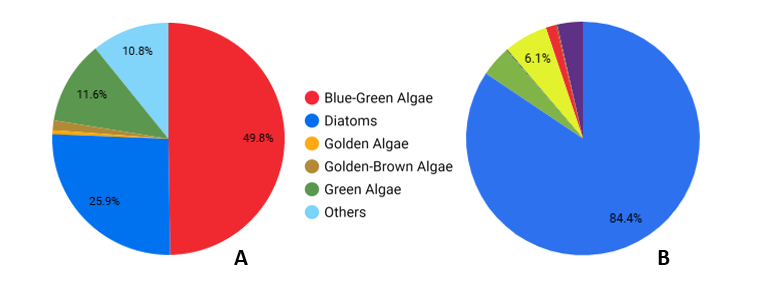 Phytoplankton Populations