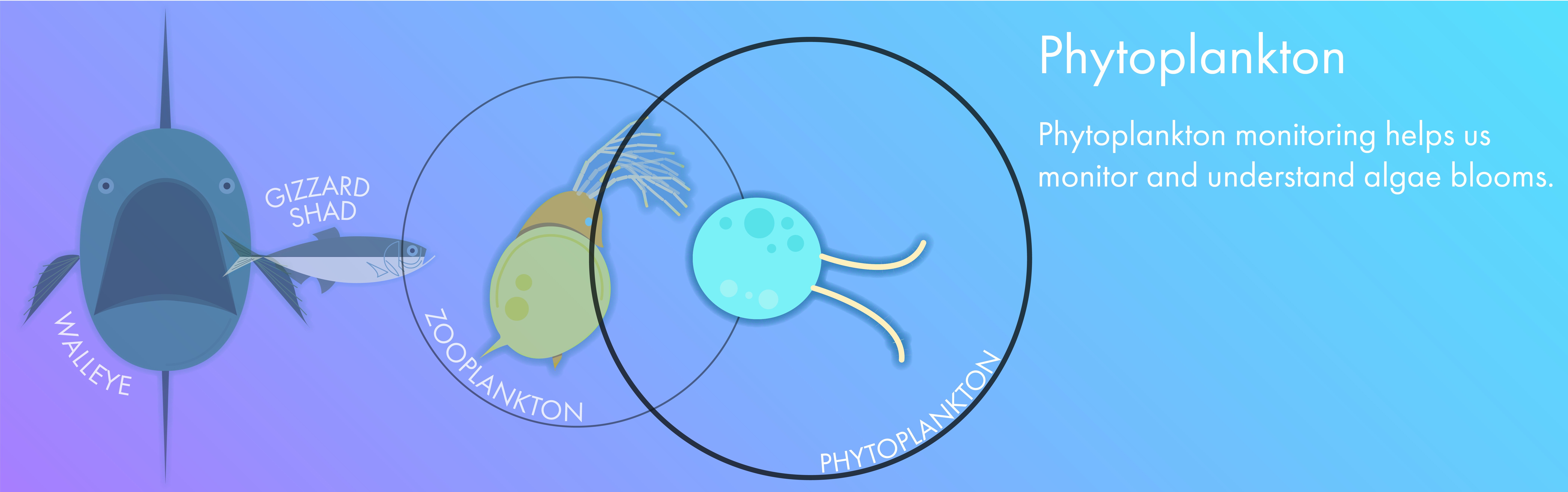 Phytoplankton